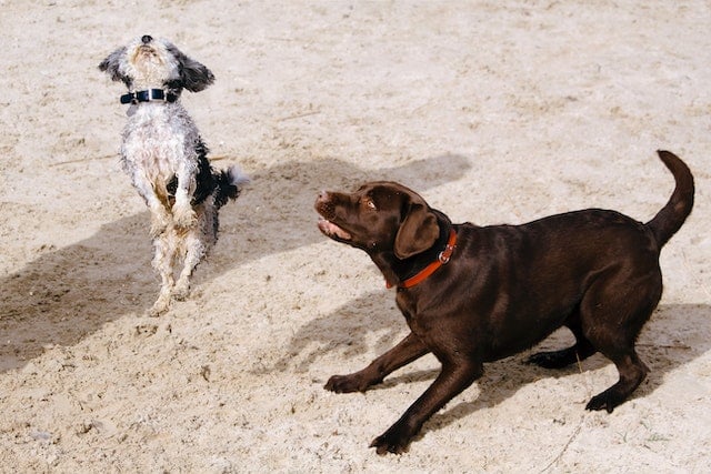 Dog daycare and pet care